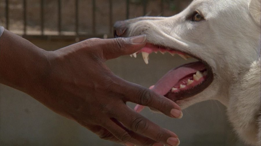 RockenbachFabio's tweet photo. Perdido nas exibições da Sessão da Tarde ou SBT, escondido nas locadoras, lançado à revelia pelo estúdio, "O Cão Branco" (White Dog) foi redescoberto graças à internet, como uma obra poderosa dos anos 80, um dos últimos grandes filmes do mestre Samuel Fuller (+) https://t.co/Db3bR5CpdB