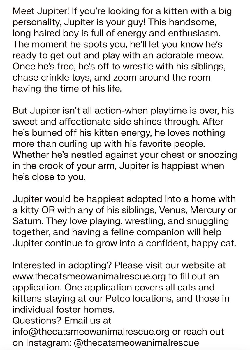 TheCatsMeowInc's tweet photo. Meow! And happy Caturday from Jupiter!

This adorable kitten has a personality that is out of this world!

He’s 2 months old and available for pre-adoption through our #LosAngeles rescue 

#SaturdayVibes #AdoptDontShop #CatsOfTwitter #CatsOfX #XCats https://t.co/q3U9Gxm3IR