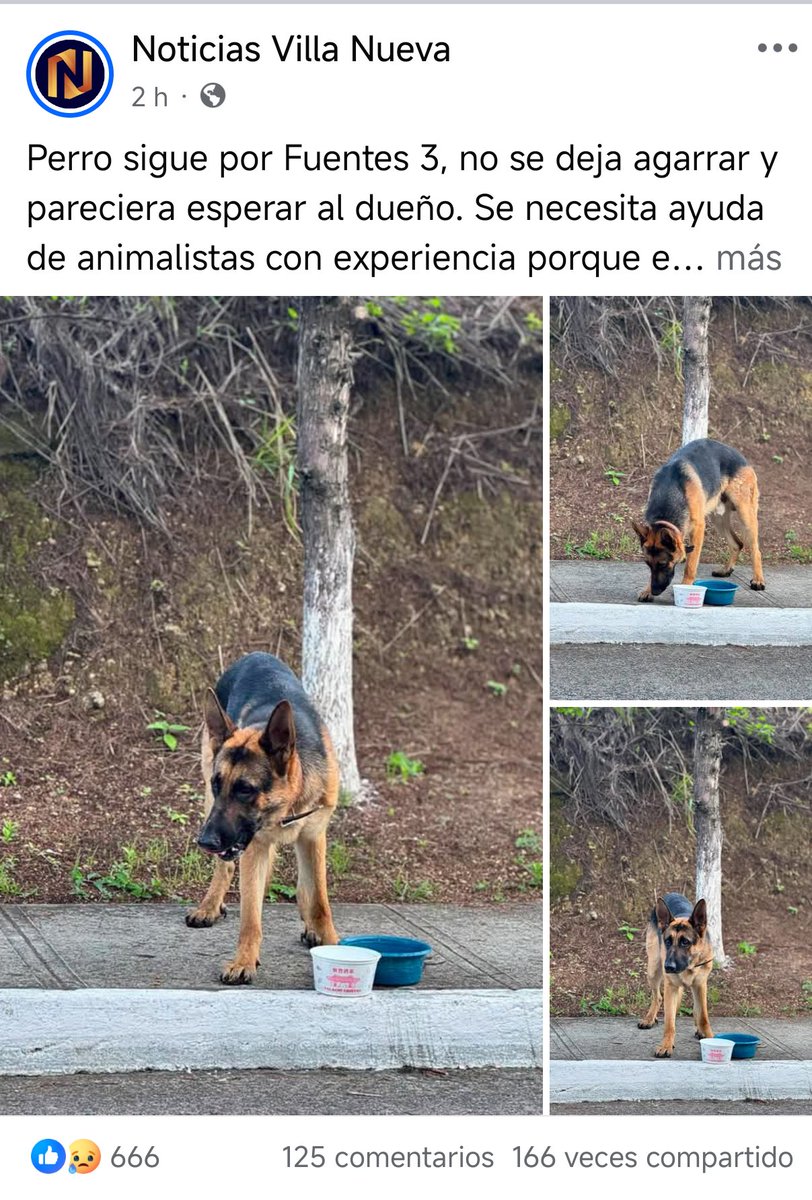 this_is_kevin_'s tweet photo. Recuerdo haber visto por aquí que andaban buscando un pastor aleman, pero no encuentro la publicación, comparto por si es el mismo o para que ojalá este encuentre a sus dueños.

@MaferCioccolato
@fiaheisenberg

https://t.co/g09JHSccnQ https://t.co/mZVJ8Rqr5A