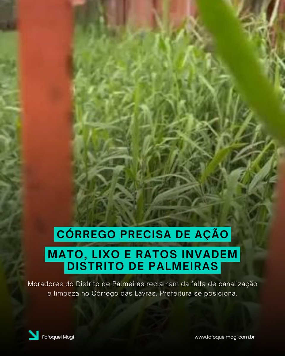 ofofoqueimogi's tweet photo. Moradores da rua José de Araújo Júnior, no Parque Buenos Aires e Vila Fátima, no Distrito de Palmeiras, em Suzano, relatam problemas sérios no Córrego das Lavras.

A situação é crítica, especialmente em épocas de chuva:
🌱 Mato alto prejudica o escoamento de água
💧 Resultado: alagamentos constantes nas casas
🐀 Proliferação de ratos, baratas e mosquitos da dengue
🗑️ Descarte irregular de lixo agrava o problema

Moradores como Claudia Roberta relatam ter capturado 8 ratos em casa em poucas noites. Gabriel Morgado aponta que a canalização do córrego e construção de muros de contenção nas margens seriam essenciais.

O que a Prefeitura informou:
✅ Serviços de varrição, capinação e limpeza de bueiros chegam na próxima semana
✅ Desassoreamento do Córrego das Lavras está programado para este segundo semestre
✅ Ecoponto será construído na região sul (estudos em andamento)
✅ Operação "Cata-Treco" disponível pelo WhatsApp (11) 99650-8973

⚠️ Descartes irregulares são autuados. Reincidência resulta em multa de R$ 1.002,04

📌 Você mora na região? Denuncie descartes irregulares à Prefeitura.

👇 Já enfrentou problemas com lixo ou enchentes na sua rua? Comente sua experiência.