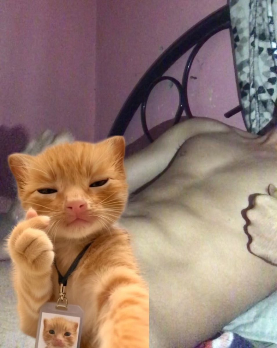 venweee's tweet photo. Cat so cute😚 https://t.co/dWT2wbl6Ds