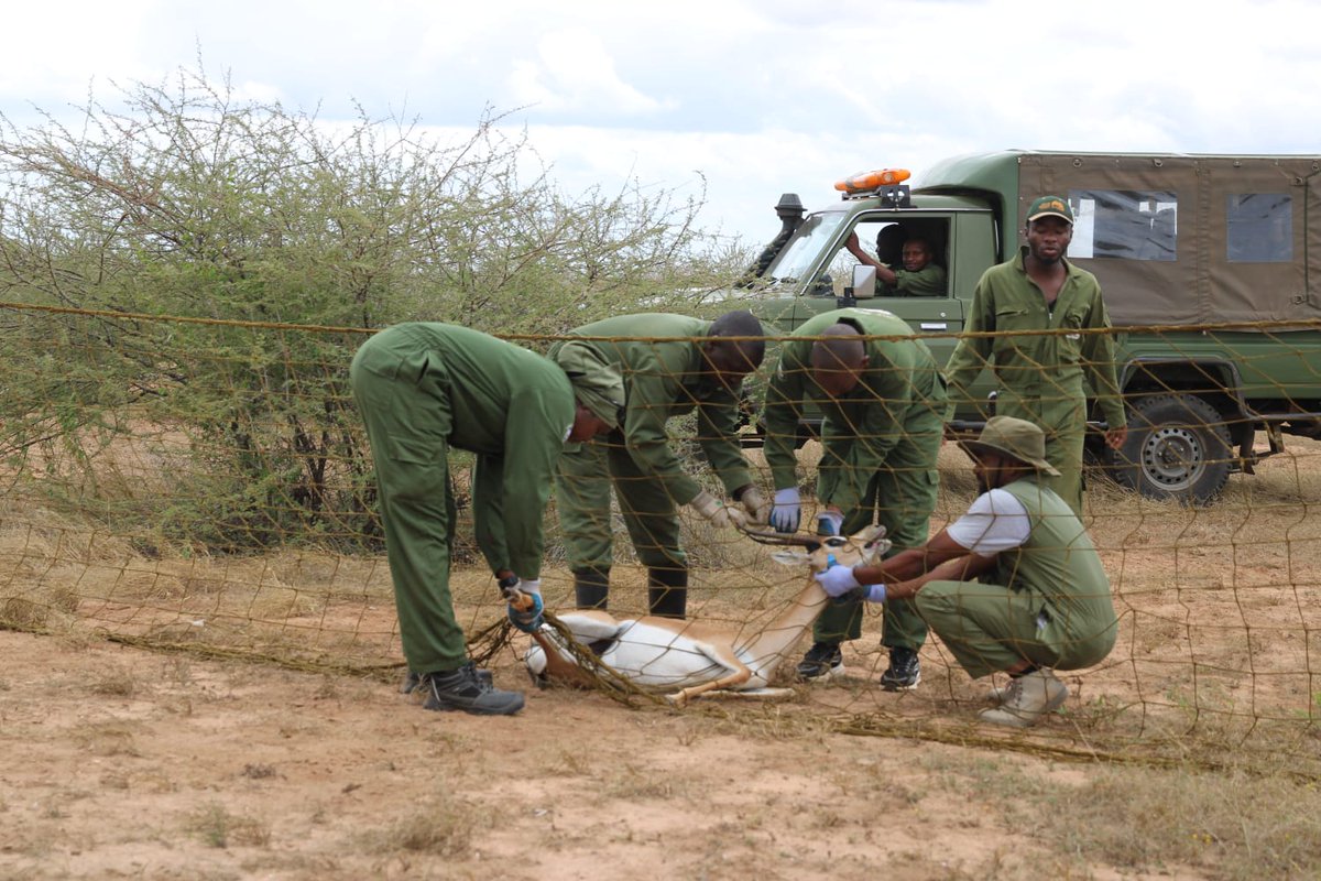 KWSKenya's tweet photo. 𝐀 𝐐𝐔𝐈𝐄𝐓 𝐑𝐄𝐓𝐔𝐑𝐍 𝐓𝐎 𝐓𝐇𝐄 𝐖𝐈𝐋𝐃
Before dawn broke over the Galana ecosystem, the KWS veterinary team led by Dr. Campaign Limo, moved quietly across the landscape to carry out a carefully coordinated operation to relocate Grant’s gazelles. 
Guided by years of field experience and established wildlife management protocols the team safely captured and translocated 24 gazelles 9 females and 15 males to Tsavo East National Park as part of ongoing national conservation efforts.

The translocation reflects a broader commitment to restoring balance within fragile ecosystems while strengthening wildlife populations inside protected areas. It also responds to growing human wildlife conflict pressures. By easing wildlife pressure on surrounding farmlands the intervention helps reduce crop damage lowers the risk of illegal bushmeat hunting and supports more sustainable coexistence between people and wildlife.

Relocating the gazelles to a secure and ecologically suitable home in Tsavo East further strengthens the integrity of the landscape supports tourism value and contributes to long term recovery of wildlife populations across the ecosystem.

For the veterinary and ranger teams each successful translocation a is a quiet act of responsibility care and commitment. It reflects the mandate of the Kenya Wildlife Service to safeguard Kenya’s natural heritage, advance coexistence between people and wildlife and ensure that future generations inherit a resilient and thriving wildlife population.
#ThrivingWildlifeForever