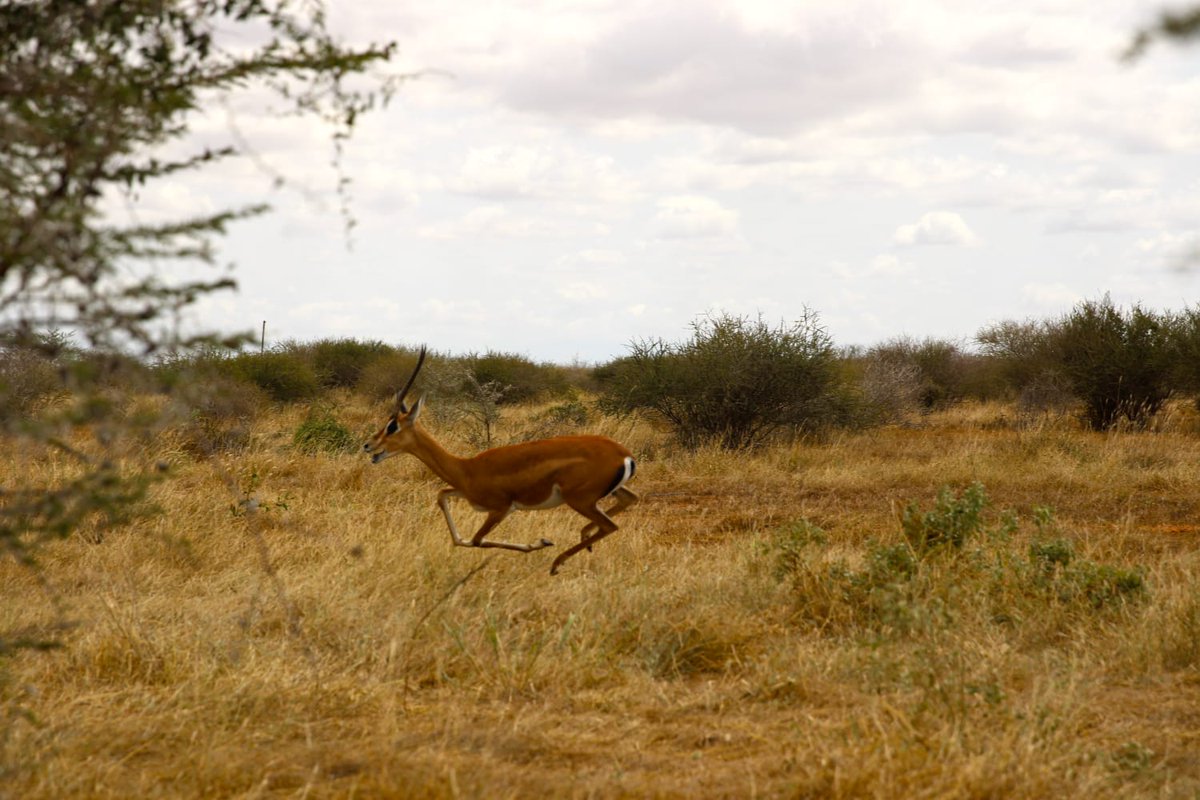 KWSKenya's tweet photo. 𝐀 𝐐𝐔𝐈𝐄𝐓 𝐑𝐄𝐓𝐔𝐑𝐍 𝐓𝐎 𝐓𝐇𝐄 𝐖𝐈𝐋𝐃
Before dawn broke over the Galana ecosystem, the KWS veterinary team led by Dr. Campaign Limo, moved quietly across the landscape to carry out a carefully coordinated operation to relocate Grant’s gazelles. 
Guided by years of field experience and established wildlife management protocols the team safely captured and translocated 24 gazelles 9 females and 15 males to Tsavo East National Park as part of ongoing national conservation efforts.

The translocation reflects a broader commitment to restoring balance within fragile ecosystems while strengthening wildlife populations inside protected areas. It also responds to growing human wildlife conflict pressures. By easing wildlife pressure on surrounding farmlands the intervention helps reduce crop damage lowers the risk of illegal bushmeat hunting and supports more sustainable coexistence between people and wildlife.

Relocating the gazelles to a secure and ecologically suitable home in Tsavo East further strengthens the integrity of the landscape supports tourism value and contributes to long term recovery of wildlife populations across the ecosystem.

For the veterinary and ranger teams each successful translocation a is a quiet act of responsibility care and commitment. It reflects the mandate of the Kenya Wildlife Service to safeguard Kenya’s natural heritage, advance coexistence between people and wildlife and ensure that future generations inherit a resilient and thriving wildlife population.
#ThrivingWildlifeForever