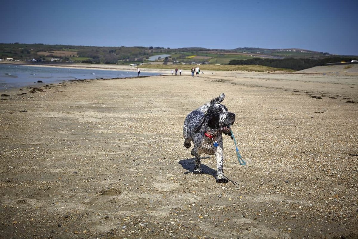 WeAcceptPets's tweet photo. Sea Retreat Cottages are ideally located just 400 metres from Marazion’s two beautiful beaches. Guests can enjoy a memorable holiday by the coast with the whole family, including their four-legged friend. 🐾

Accepts 🐶 🐈
https://t.co/pzkz4cKRvz

#SeaRetreatCottages #Marazion https://t.co/7Wxe8nqBq5