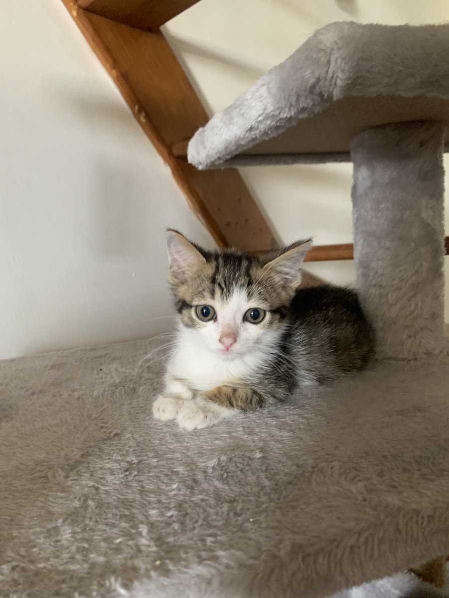 pmtn111's tweet photo. Bienvenue à la maison Kyra 💕 https://t.co/8QkAFSwCWZ