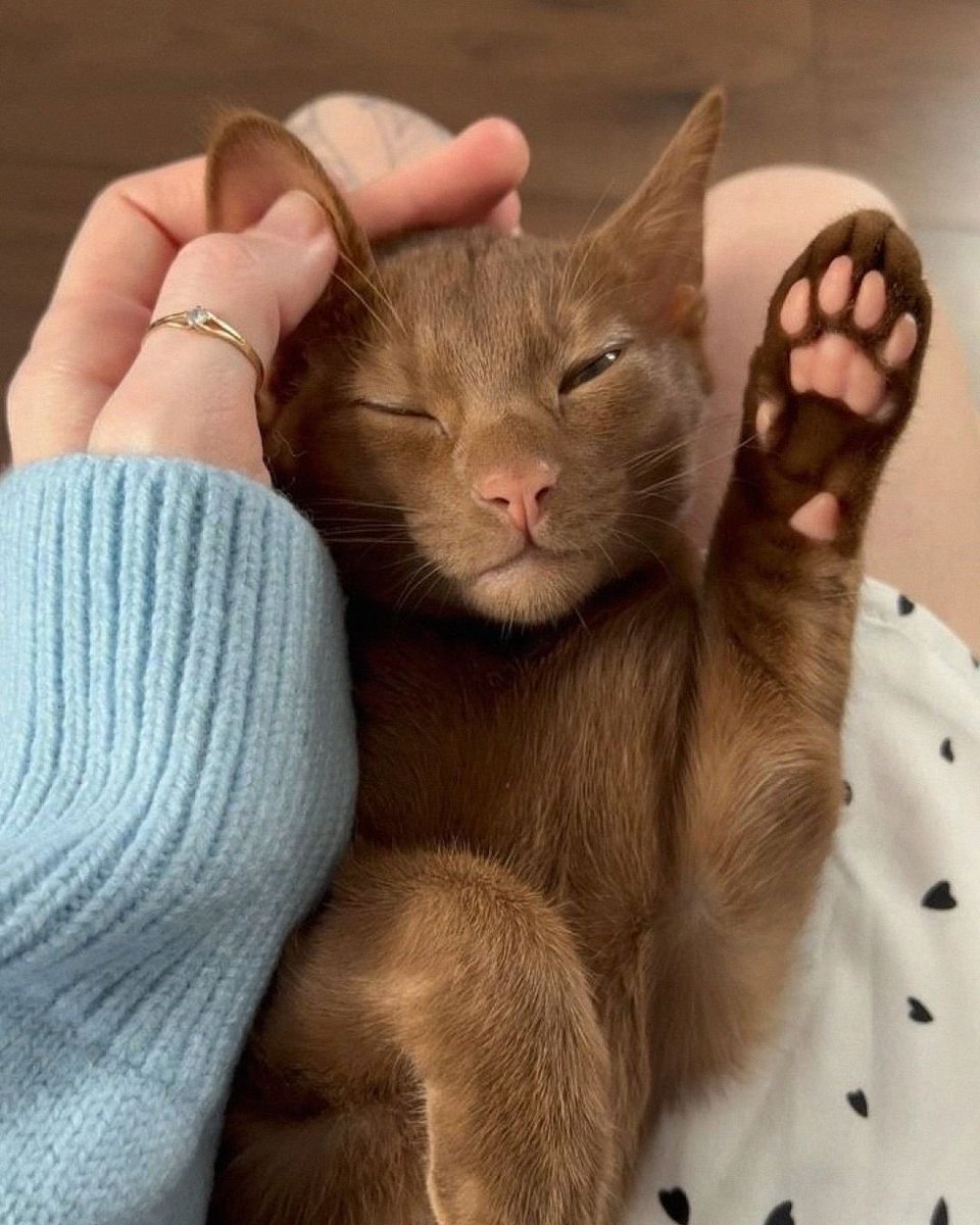 lidi_ffc's tweet photo. não sei vcs mas eu faria loucuras por um gatinho chocolate ao leite https://t.co/KaUaxCdCwV