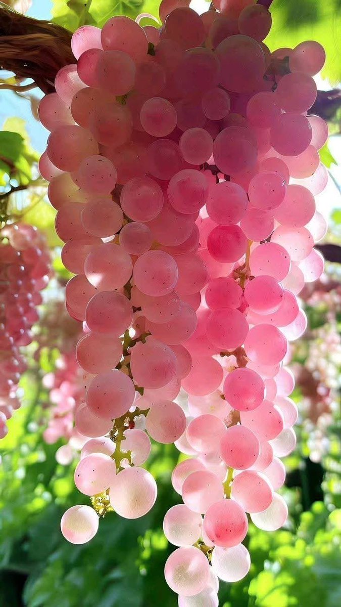 bloomele_'s tweet photo. oh beautiful 🍇 https://t.co/Fkis3N7PPK