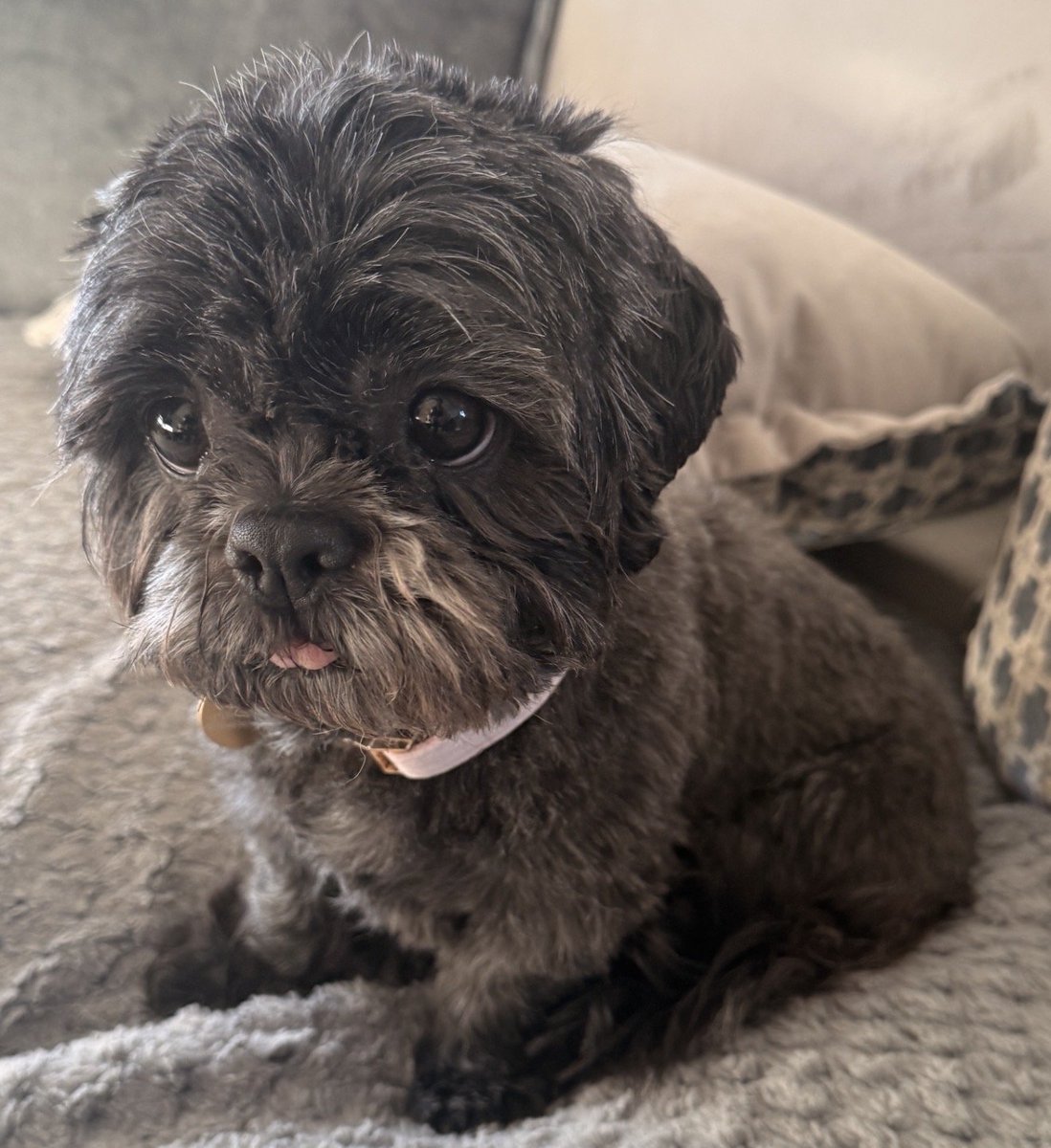 millypod1's tweet photo. 🆘19 JUNE 2026 #Lost Cherry #ScanMe
YOUNG #RESCUE Shih Tzu Female
#Cleveley #OX7 #Cotswolds
#ChippingNorton West #Oxfordshire
https://t.co/Yu6reeIu2e https://t.co/bpgBGTRMUw