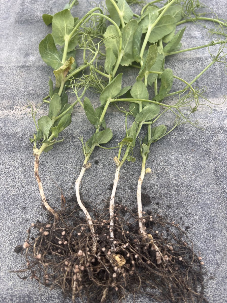 DDfarmerette's tweet photo. Check out my nodulation! 😂 #FarmPorn https://t.co/CuxMg8A4Z2