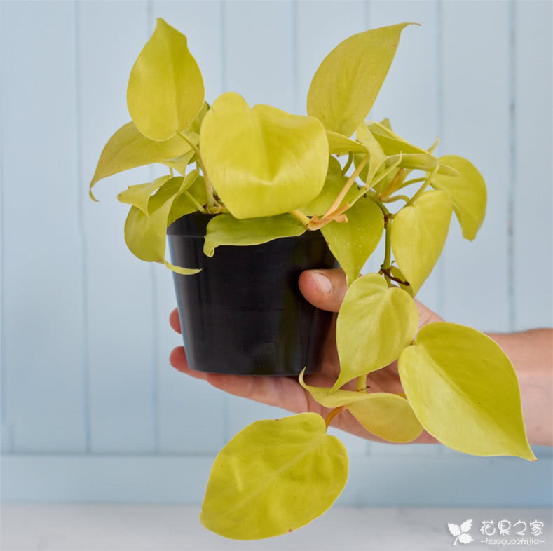 Temafej1's tweet photo. Keep your pothos thriving! Water when top 2 inches of soil dry out, place in bright indirect light – this low-fuss beauty makes perfect indoor green decor. https://t.co/NRChJ5iwv3