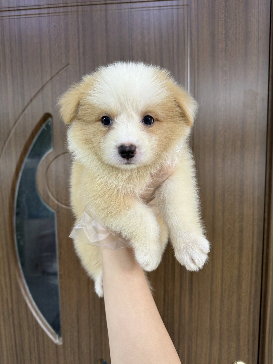 GSPLcKKLEDIvJpR's tweet photo. My tiny puppy turned into a bouncy fluffy fur ball in 6 months  Best decision ever to add this little dude to my life! https://t.co/xTFXFizoJJ