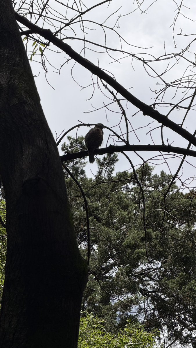 ProfesorSexual's tweet photo. Mi CoTerapeuta, es un águila 🦅

Walk and Talk
Terapia al Aire Libre

Previa cita: 5527302272
#TalkandWalk #WalkandTalk #PsicoterapiaalAireLibre #CDMX https://t.co/Woe0CGt2mO