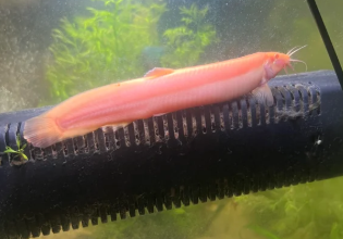 TheApexRedwolf's tweet photo. @NatlParkService  
Put me in charge of the reflecting pool. 
It'll be the most American pool ever. 
Full of Golden Dojo Loaches, AKA the Hotdog of the aquarium hobby. 1,000s of Dojo loaches, making America Great Again. 
Thank you for your attention to this matter. https://t.co/rF1a87cWux