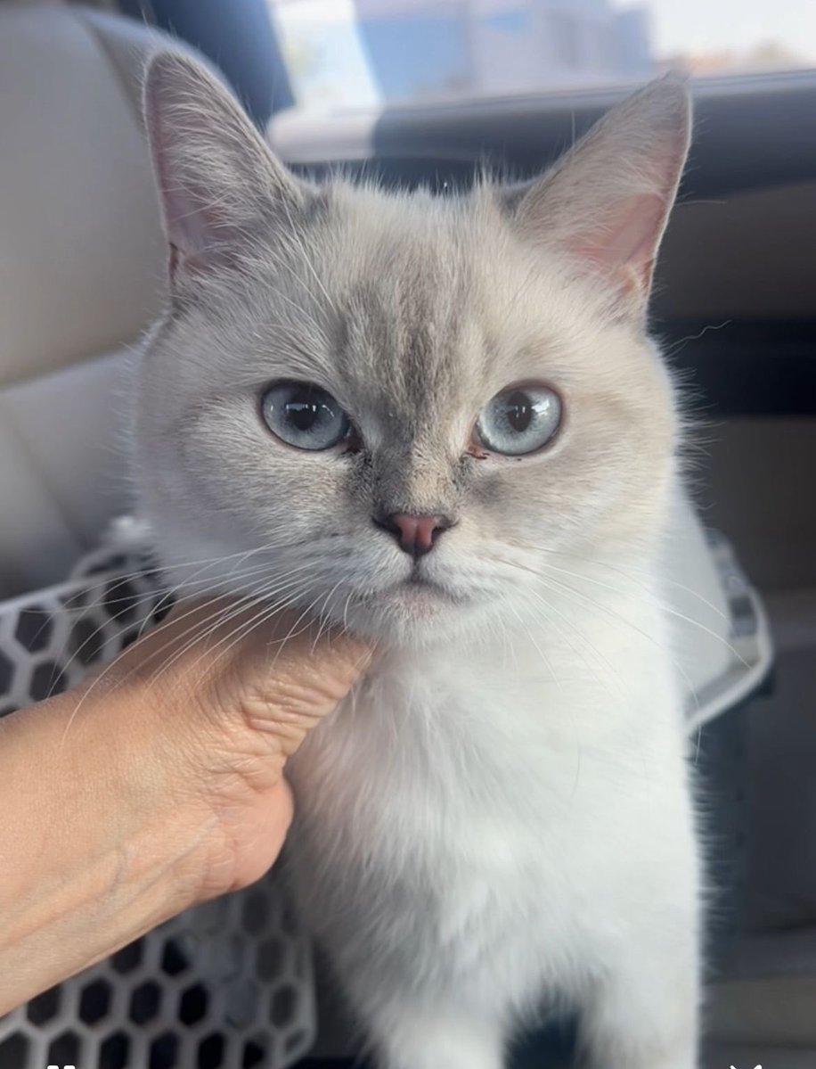 FoofoFaiza's tweet photo. قطط للتبني في الرياض 🐈
السلالة: ميكس 

الاسم: كوين
الجنس: أنثى
العمر: سنة واحدة
الحالة الصحية: سليمة، معقمة، ومطعمة
خالية من الديدان

المدينة: الرياض، حي الورود

للتواصل: واتساب 0505464675
يشترط للتبني موافقة الوالدين، وأن تكون القطة غير مهجورة، وأن يكون المتبني قادرًا https://t.co/jlGoJVFqUX