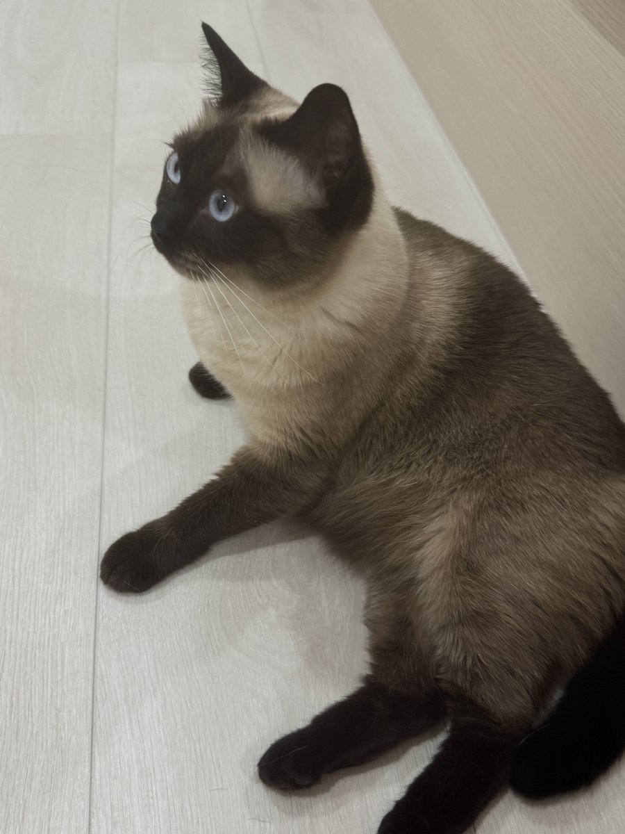 AoiHinamori's tweet photo. 摸鼻走路突然有點掰咖
後腿無力的感覺
連坐下的時候都是讓後腿伸直的姿勢
以前她是可以好好把腳收進去的
不知道是怎麼了
等連假過後帶她去醫院檢查
好焦慮喔😭😭😭 希望只是我多心了 https://t.co/sxBbtlo0Yo