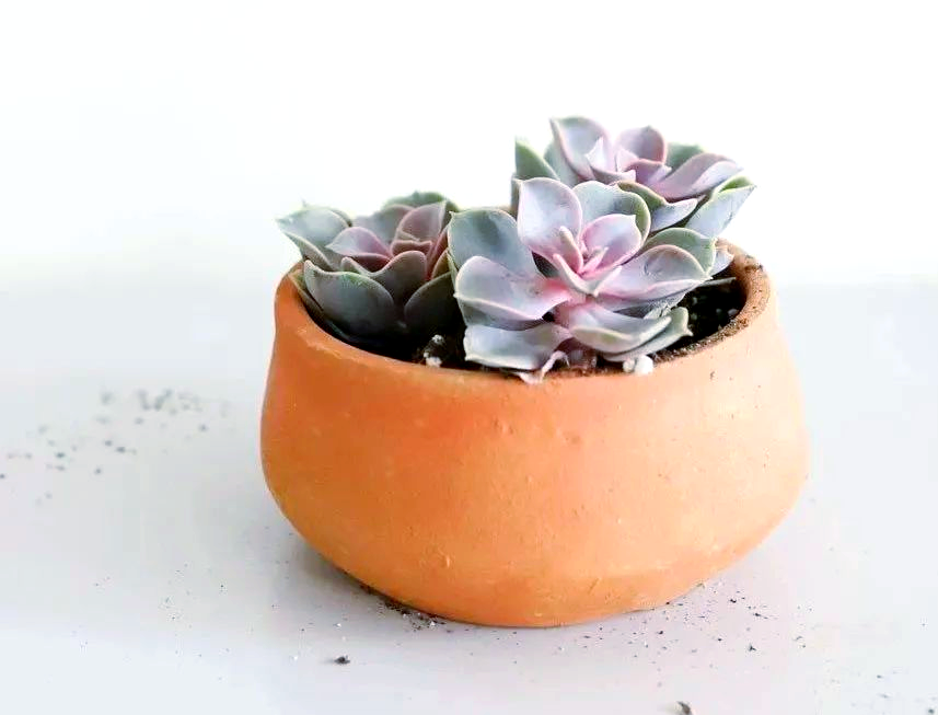 UwKrista's tweet photo. Keep your succulents happy! Water them only when soil is totally dry, and give them 6+ hours of sunlight daily. No overwatering—they hate soggy roots! https://t.co/S4CDspYtsf