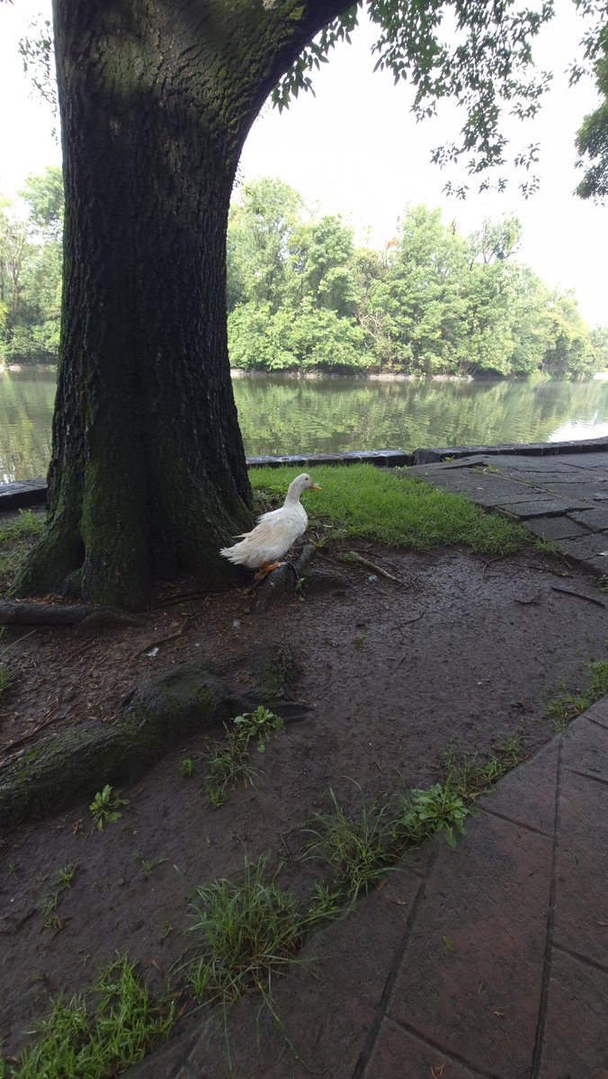 efrencasas's tweet photo. Chapu-Merlin #SaturdayMotivation #SaturdayVibes #running #nikerunning #yoelegicorrer #fitover61 #corrersana #laufen #RunDay #Chapultepec #CDMX #esdecorredores
*Imagen de la playera generada por Lex #Chatgpt https://t.co/rrLZOWUA5P