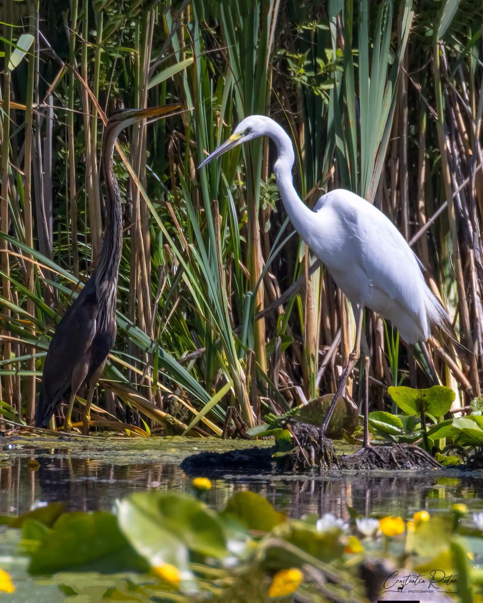 Travel_2Romania's tweet photo. "The best wildlife trip of my life."
For real and authentic nature, book your vacation to the Danube Delta 🇷🇴 
The biggest river delta in Europe 🌍
#România #DanubeDelta
Photos: Constantin Rotar. https://t.co/zI05P0Dma1