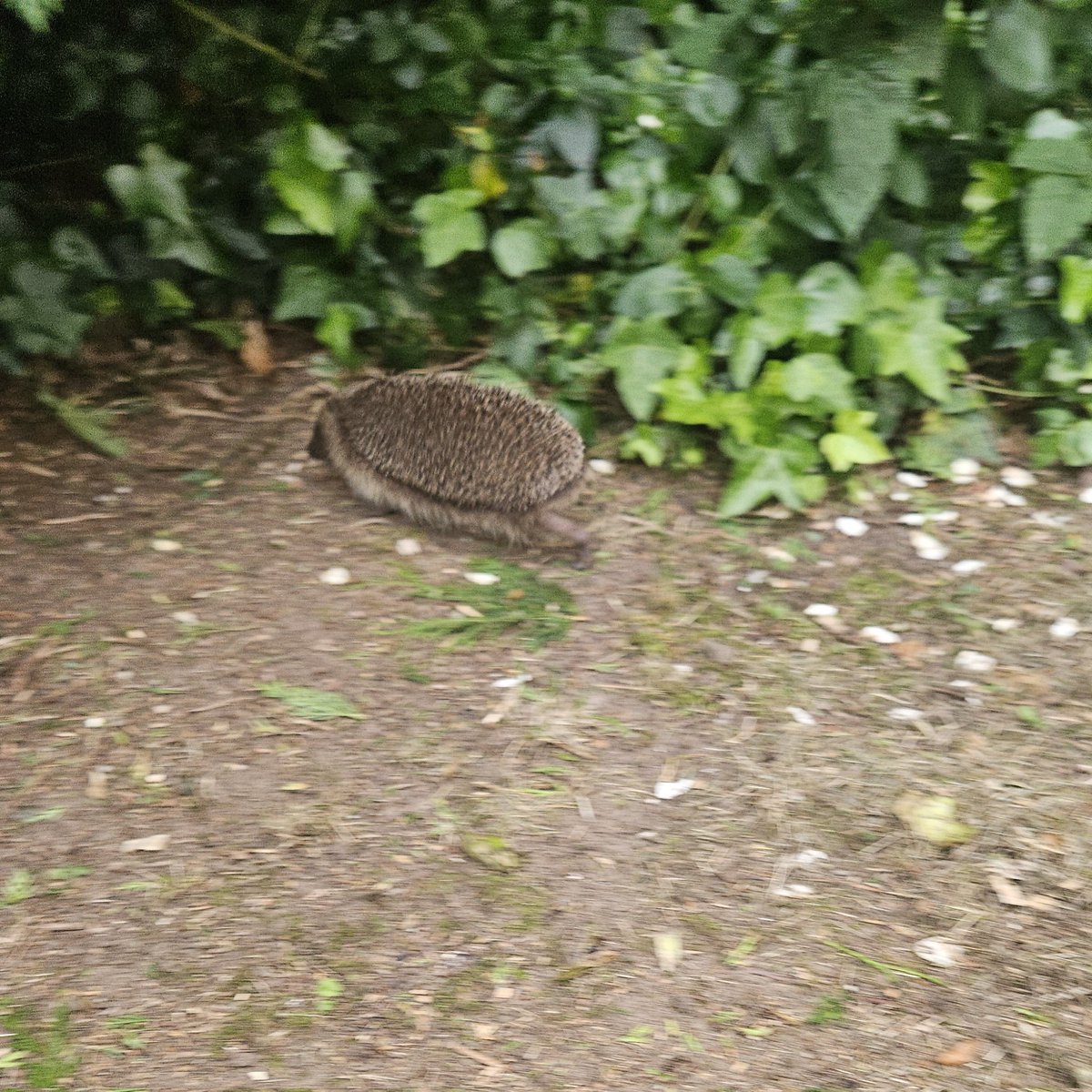 LvBrookes's tweet photo. @BWPAwards This won't win an award but it's the second time I've see this hedgehog in the evening and he's #camerashy #hedgehog https://t.co/t5EYcUX7SN