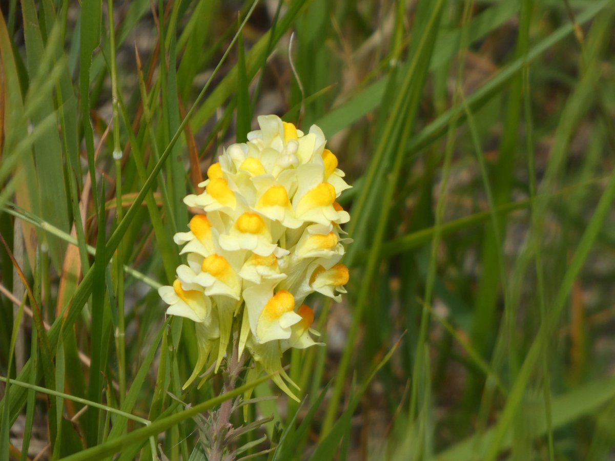alangray22's tweet photo. Kiplingcotes is also interesting for botanical reasons.
Pyramidal orchid, biting stonecrop, common toadflax &amp; autumn gentian pictured https://t.co/vPXNFqWdzP