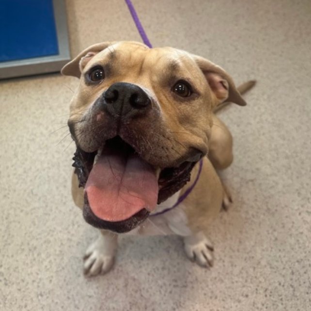 notthesameone2's tweet photo. 🚨 Last call for Gwendalyn, now under kill command. Came in an underweight stray mid May. Listed for spinning in her kennel & throwing herself against her kennel door b/c wants out. Social, cute, cuddly, excitable, energetic, spayed, earned best possible behavior, playful w/ dogs. Loves attn & treats.