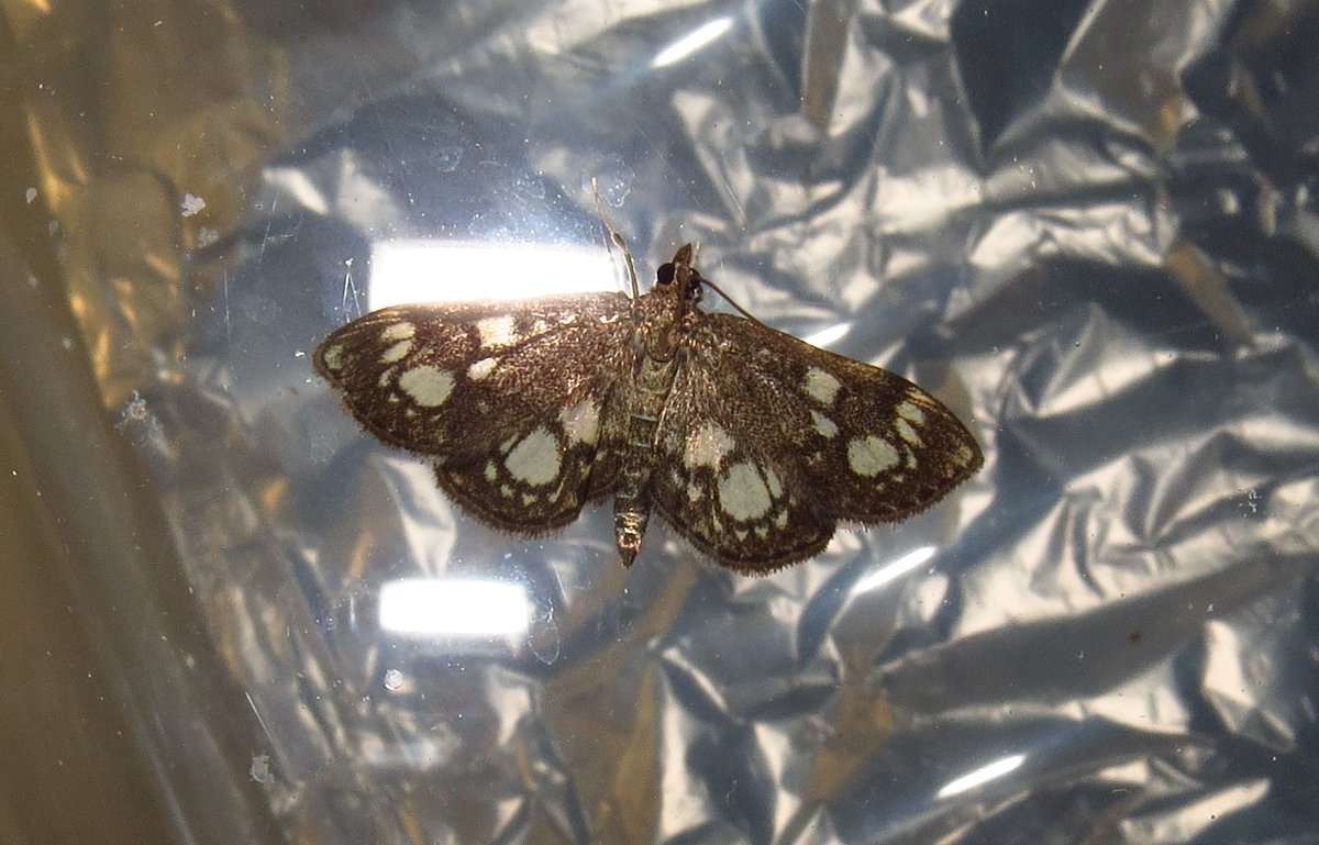 angegarrod's tweet photo. New for year

Anania coronata
Green silver-lines
Scalloped Oak

#mothsmatter #teammoth  #leps #insects #springwatch https://t.co/0QW85uNGsX