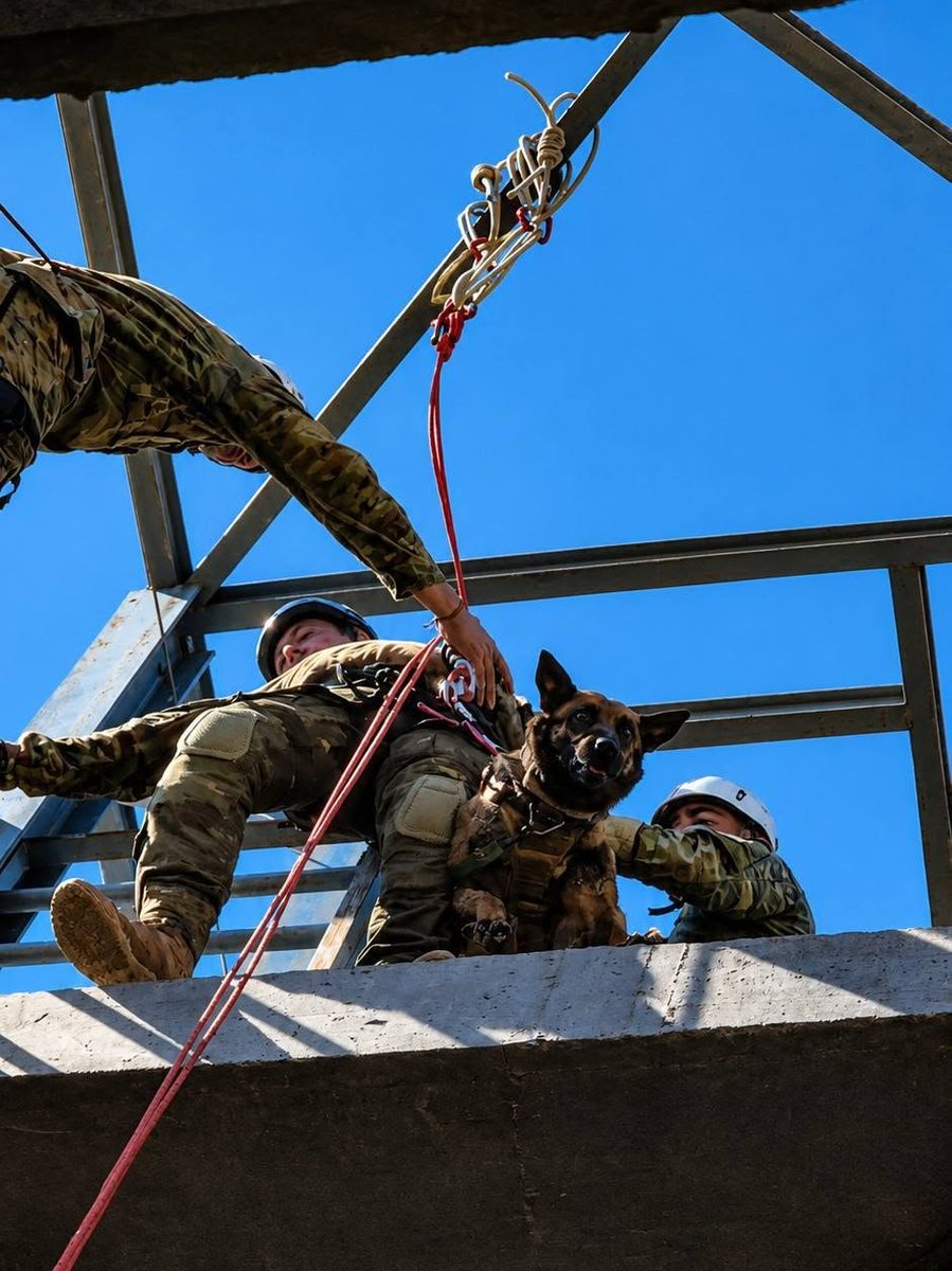 EjercitoTierra's tweet photo. #Buenasnoches. ¿Qué ocurre cuando un equipo cinológico y los zapadores llevan su adiestramiento al siguiente nivel?
💥 Detección de explosivos ⚒️ Trabajo en altura 🧗 Rapel.

 🐕‍🦺🪖 El equipo cinológico del Batallón de Zapadores de la #BrigadaExtremaduraXI ha combinado estas capacidades en unas jornadas de instrucción‼️. No te pierdas estas impresionantes imágenes y compártelas. 👇
#OrgulloIngenieroZapador #SomostuEjército 🇪🇸