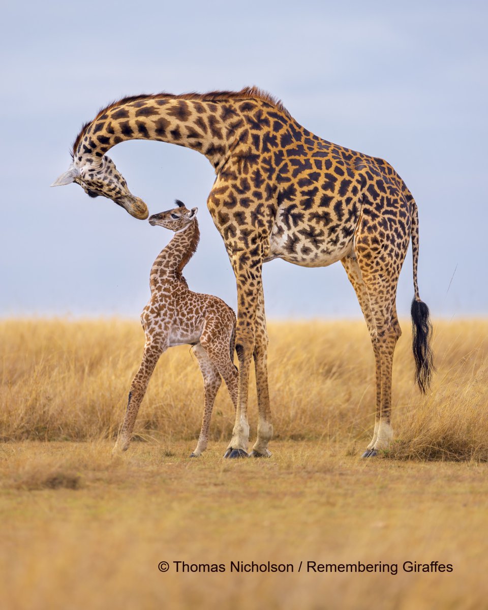 RemembrWildlife's tweet photo. Learn about the four species of giraffe as we explore the science behind these newly classified giraffe species and ask you the question: How Well Do You Know Your Giraffes? Read our #WorldGiraffeDay blog here: https://t.co/LVZTjcjSon https://t.co/f4ie0Ky9lQ
