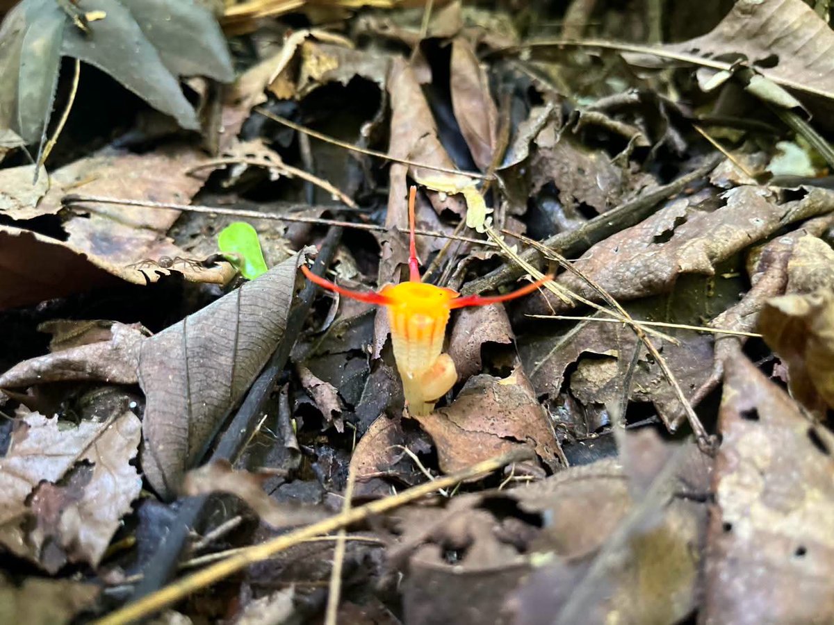 pr_prdnp's tweet photo. 🕷️✨ ของแรร์หน้าฝน! ชวนส่อง “พิศวงแมงมุม” พืชจิ๋วกินซากสุดแปลก ไร้คลอโรฟิลล์ 1 ปีมีให้ชมแค่ช่วง พ.ค.-ส.ค. 🌧️🍃​ตอนนี้เผยโฉมแล้วที่ อช.เขาสิบห้าชั้น จ.จันทบุรี ใครไปเดินป่าลองก้มมองตามซากใบไม้ริมน้ำตกดูน้า ระวังเผลอเหยียบกันด้วยนะครับ 🥾💚
​#พิศวงแมงมุม #เขาสิบห้าชั้น #จันทบุรี https://t.co/QZpxF7JeJQ