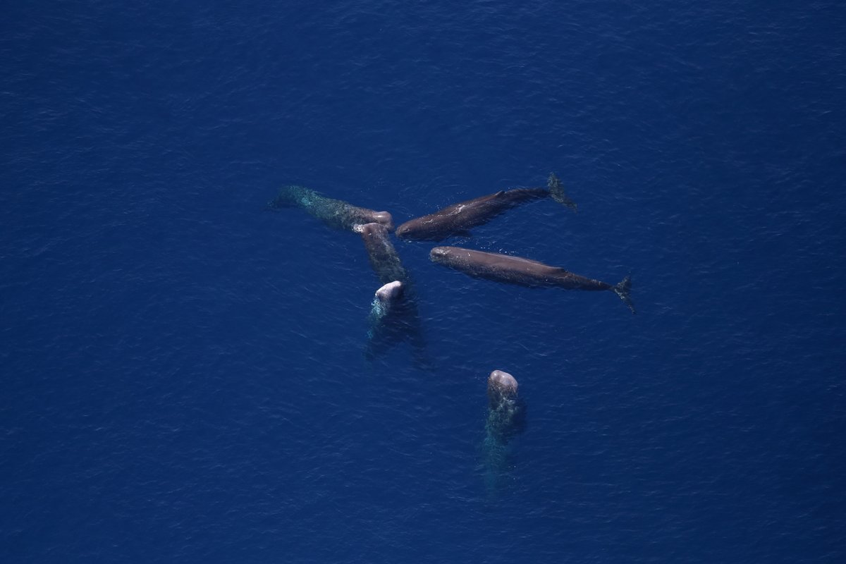 LaFabricaMX_'s tweet photo. 🐋⚠️ | Se desploma 83% la población de ballenas en el Golfo de México en sólo 10 años

Un consorcio de científicos identificó que además de los derrames petroleros, la navegación intensiva, el ruido submarino, contaminación de basura, pesticidas, plaguicidas han provocado la pérdida de densidad de ballenas, cachalotes y delfines.

"El Golfo de México está muy industrializado: la exploración para detectar pozos petroleros se hace con cañones de aire que emiten intensas ondas sonoras bajo el mar" que afectan la salud de esas especies.

✒️ @Orkydya 
https://t.co/w37sMmyJVO