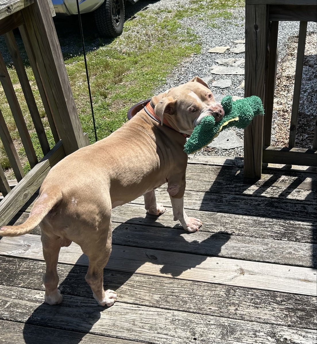 LolaPatolla's tweet photo. Quincy checking in from forever home!
Life is full of naps, snaccs, toys and love!!!
A big thank you to his mama for choosing him ♥️!!! https://t.co/wB0o77dNxP