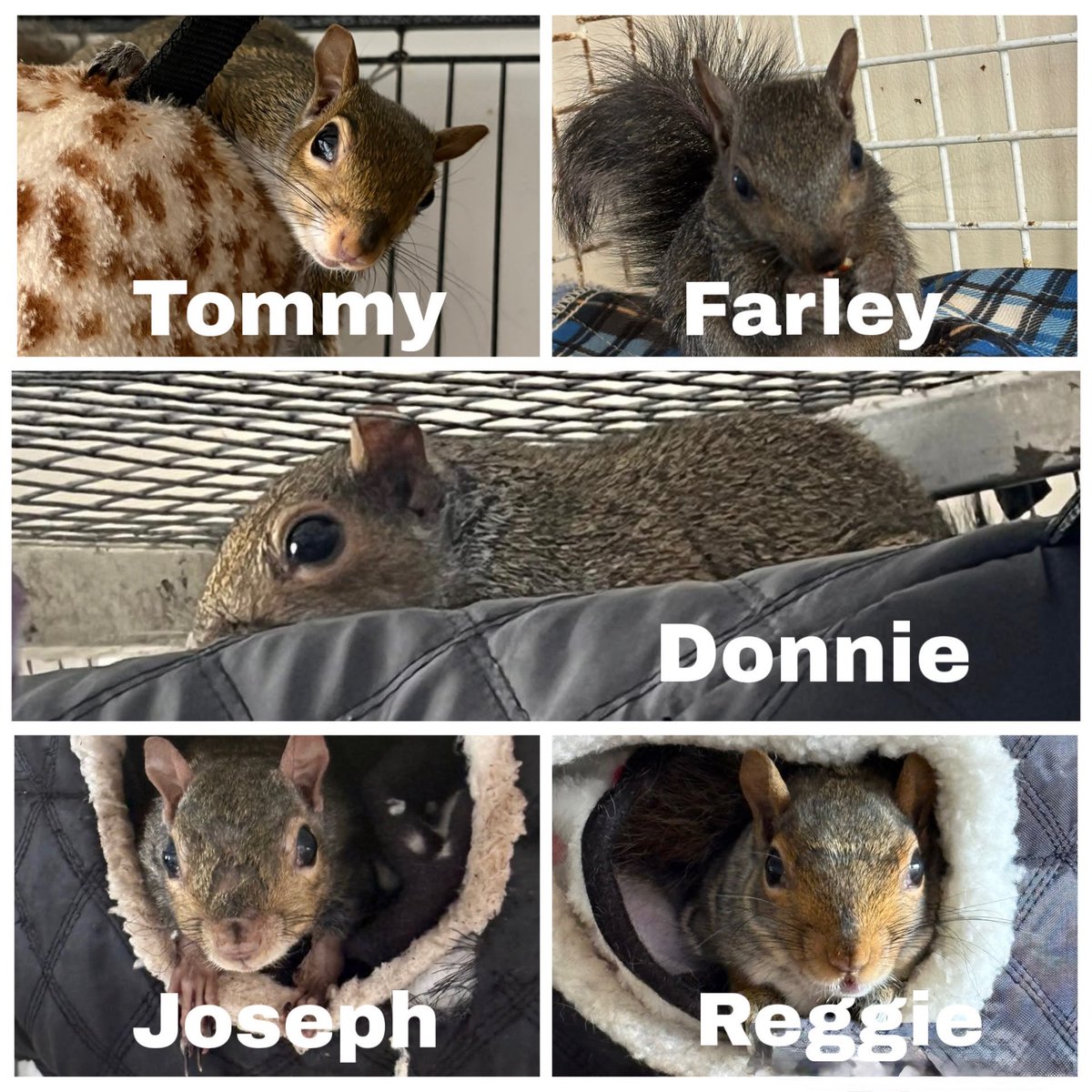 AllumPaul's tweet photo. ‼️URGENT HELP NEEDED‼️As the soaring temperatures are due for us next week, our squirrels inside have been struggling with the heat we’ve had already. Even though we have fans in there they are not helping. We would like to purchase this portable air conditioner while it is at a good deal. If anyone would like to help by donating a £1 or more to keep our bushy tailed friends a lot more comfortable we would really appreciate it.  Thank you 🐿❤️🐿