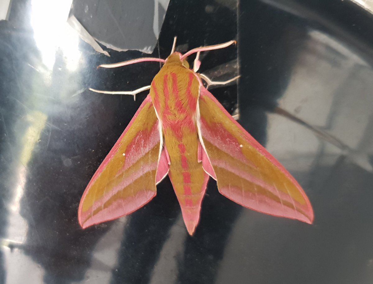 iancbeavis's tweet photo. 60 species of moths at our Grosvenor &amp; Hilbert Park moth morning today, including 23 Elephant Hawk https://t.co/jX0sai7QwC