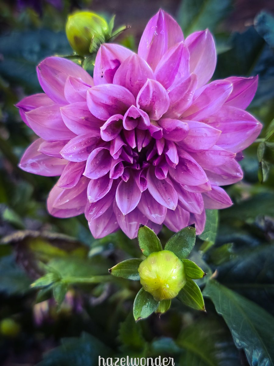 ahazelwonder's tweet photo. Dahlias https://t.co/ubVTNRhH2m