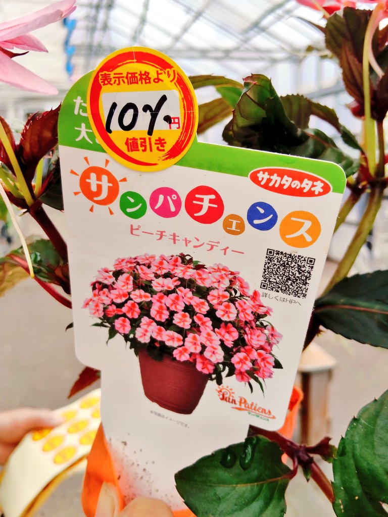 iwasa472000's tweet photo. おはようございます☂️
対象の一年草を10%〜20%引き🌼
😊野菜苗はナス🍆が沢山あります！半額半額です👌ジョロキアも半額🌶️辛いの好きなかた是非🙌
皆さんご来店お待ちしております🍅 https://t.co/M9THM7nQPq