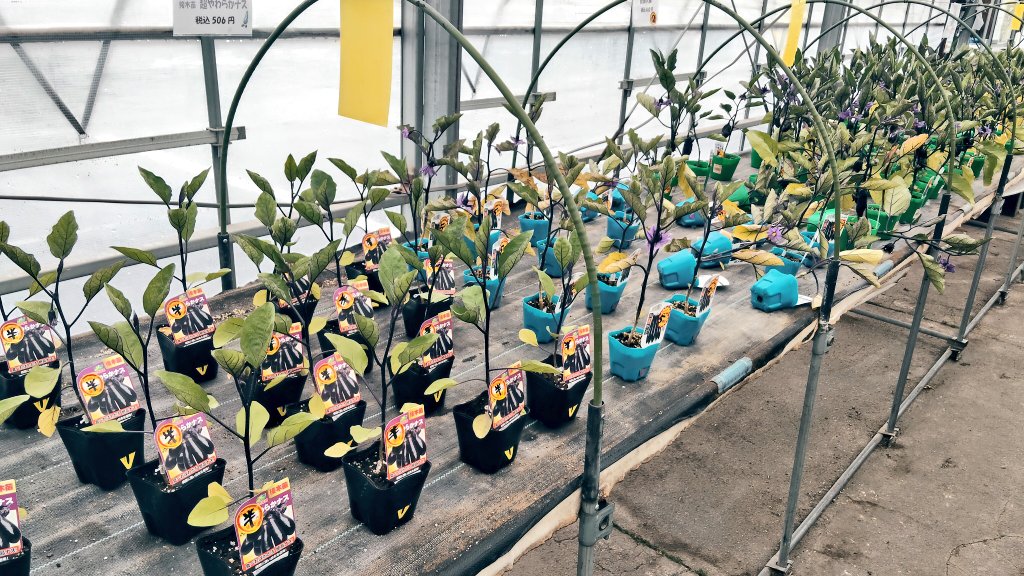 iwasa472000's tweet photo. おはようございます☂️
対象の一年草を10%〜20%引き🌼
😊野菜苗はナス🍆が沢山あります！半額半額です👌ジョロキアも半額🌶️辛いの好きなかた是非🙌
皆さんご来店お待ちしております🍅 https://t.co/M9THM7nQPq