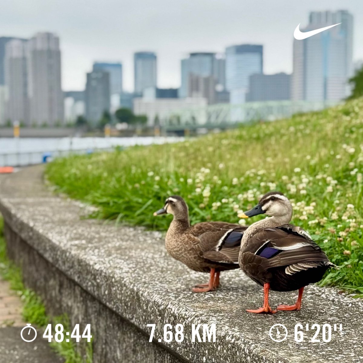 mizdesign's tweet photo. 梅雨の合間にジョギング。鳥たちも陸で一休み。 https://t.co/GwFwyGHVKx