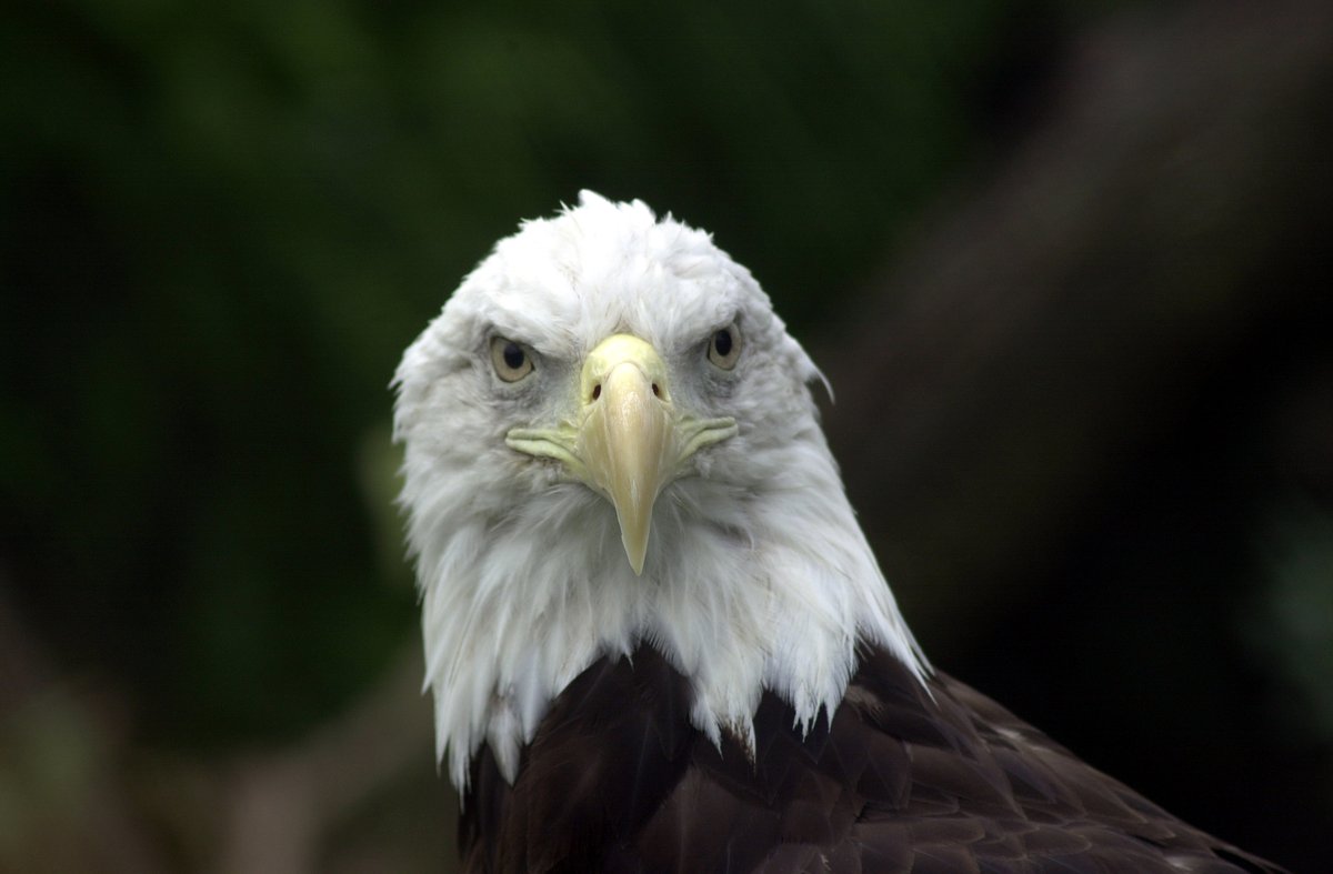 ohiodnr's tweet photo. June 20th marks National American Eagle Day, honoring the anniversary of the bird’s selection as an emblem of the USA in 1782. 

Join the celebration by learning more about the bald eagle or heading out to go birdwatching &amp; experiencing the majestic bird in the wild. 

#ohiodnr https://t.co/61N8FZIJRE