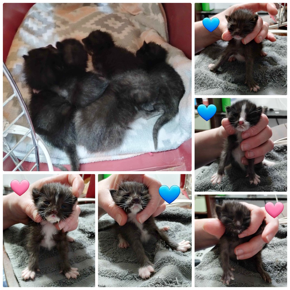 roundntalented's tweet photo. Kitten season is in full swing which means my household of weirdos is a little more full and loud than usual 😅 these kids were found in a camper that'd been left by the side of the road. The shop that picked it up tried all my tricks to locate mom, but no luck 💔 https://t.co/49gqJU9Spx