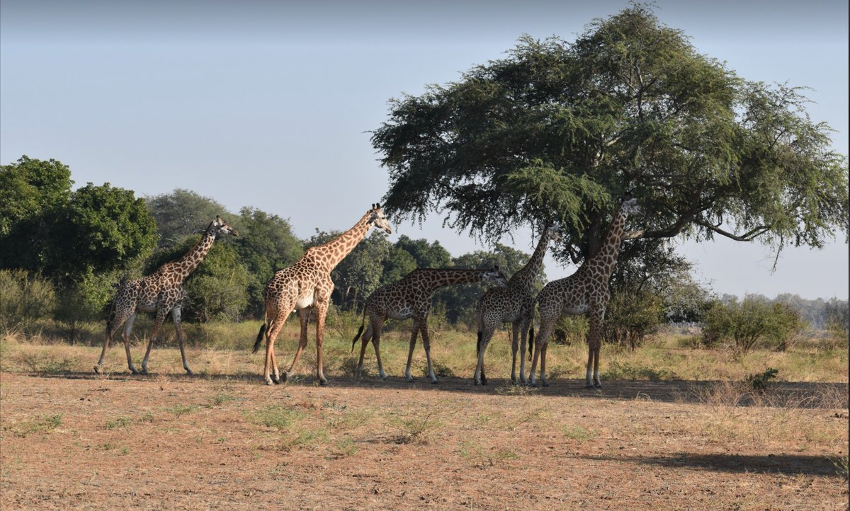 Livingstone_LTA's tweet photo. ６月２１日　世界キリンの日　World Giraffe Day❣️
一年で一番昼が長い夏至の日に、国際機関の キリン保全財団 が制定したそうです。
「首が長い」にかけたということですね！😃
一切の生きとし生けるものは幸せであれ❣️

Let all living things be happy❣️
＃世界キリンの日 #worldgiraffeday https://t.co/A8pkH3n90J