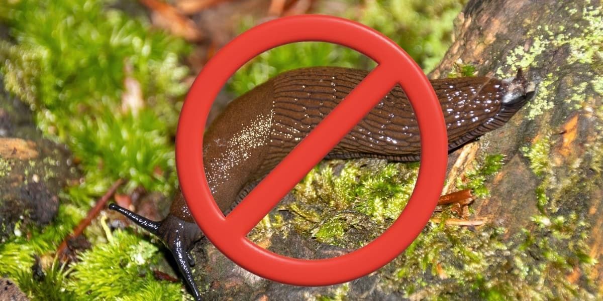 FluxingWell's tweet photo. If you’re tired of waking up to chewed leaves and damaged seedlings, learning about controlling #slugs can make a huge difference in your #garden. Get the simple tricks here. https://t.co/MwLc5Deg5T #controllingslugs #gardeners #slugdamage #slugcontrol #pestcontrol #gardenpests https://t.co/oDTsyuprmR