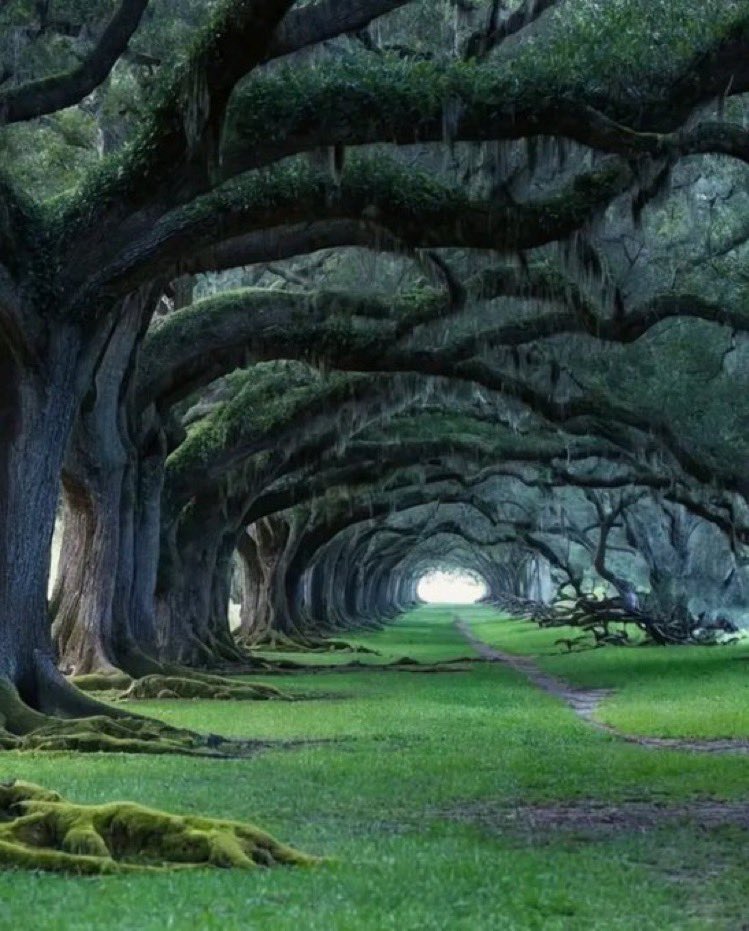OctavioX262's tweet photo. Robles de 300 años de antigüedad, Plantación Oak Alley, Luisiana. https://t.co/fjjedAnURW