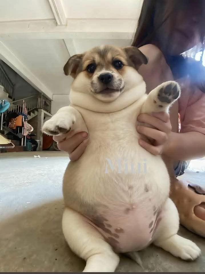twaniimals's tweet photo. https://t.co/DhlA4f7ujP