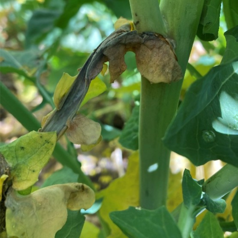 DPIRDbroadacre's tweet photo. With widespread rainfall over the past week and cooler conditions, growers with early sown canola crops that are now flowering may be considering fungicide applications for sclerotinia. Use the SclerotiniaCM decision support tool. #PestFactsWA @GRDCWest https://t.co/i8ES62UB2F https://t.co/2DhSKWIOvu