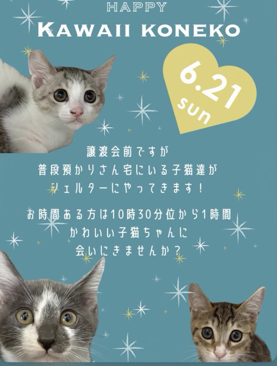 rin_hato's tweet photo. 急遽ですが お時間合えばぜひ🙏
子猫の保護が続いています。よろしくお願いします🐱✨ #ちゃまの家 #保護猫 #龍ケ崎 #取手市 #印西市  #我孫子市 #守谷市 https://t.co/9cJuWyT4hT