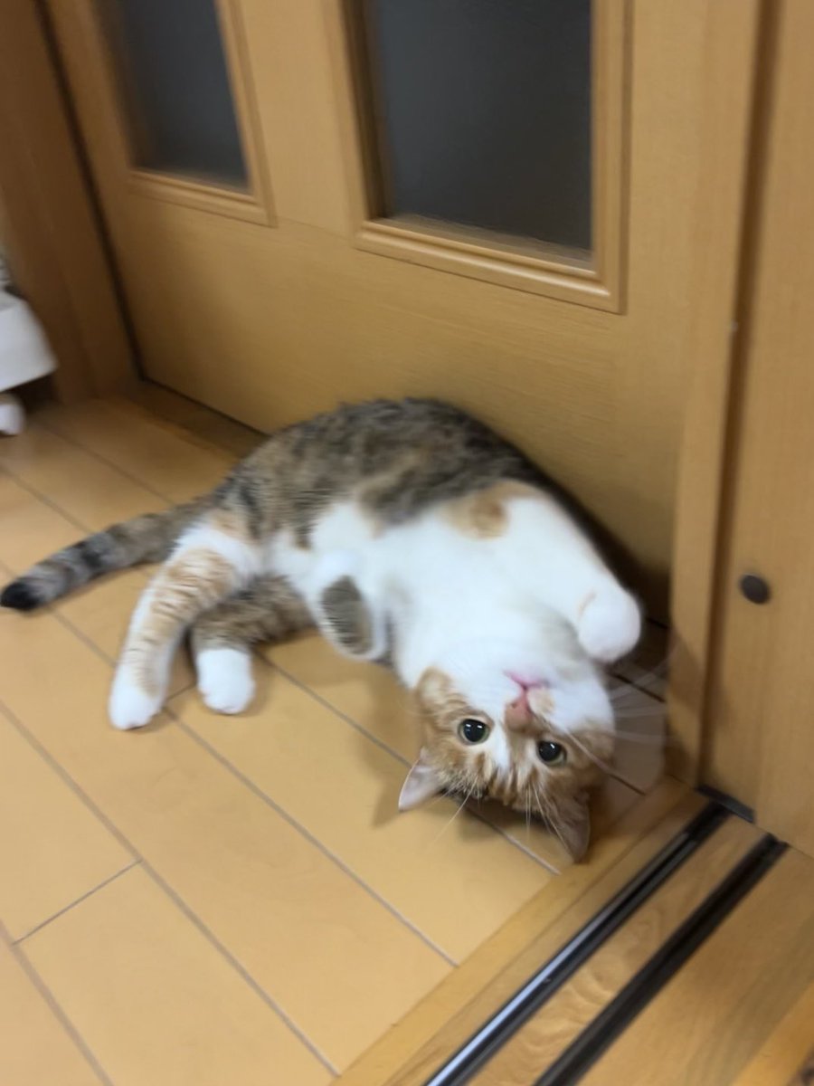cchcchai's tweet photo. かわいい！ https://t.co/36vuOMllgq