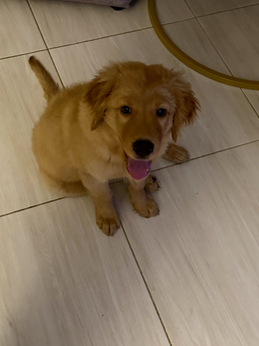 CatherynT05's tweet photo. Yo tengo un perro muy precioso ❤️🥰 https://t.co/URHZAMfU8r