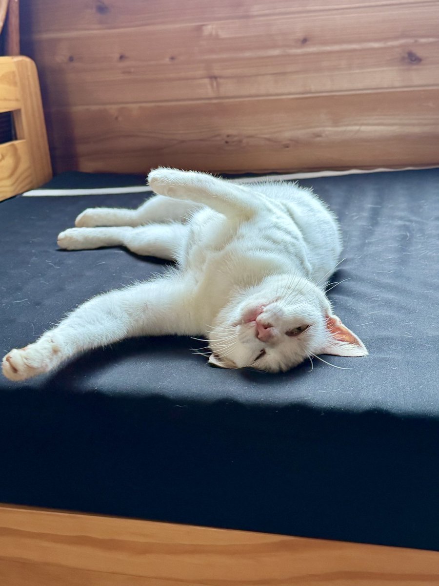 tumiegama's tweet photo. 6/21陶房の半野良が陶房のベッドで❣️海女まつり❣️ギャラリー利用者、一般ボランティアを募集中。詳しくはHPへ。
#陶芸体験
#万祝
#骨壷
#南房総
#美術館
海の工芸美術
白浜海洋美術館(6.7.8月休館。但し予約可)
https://t.co/I7dZv4cNnK
ネットで作品購入、体験申込
都美恵窯
https://t.co/aTXtPkjwrg https://t.co/oQJpdolgLu