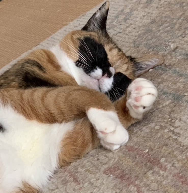 ko2yan's tweet photo. なんか肌寒い朝。
今朝はその毛皮がちょっと羨ましい。
#猫　#三毛猫　#猫のいる暮らし https://t.co/yygIDVVFnq