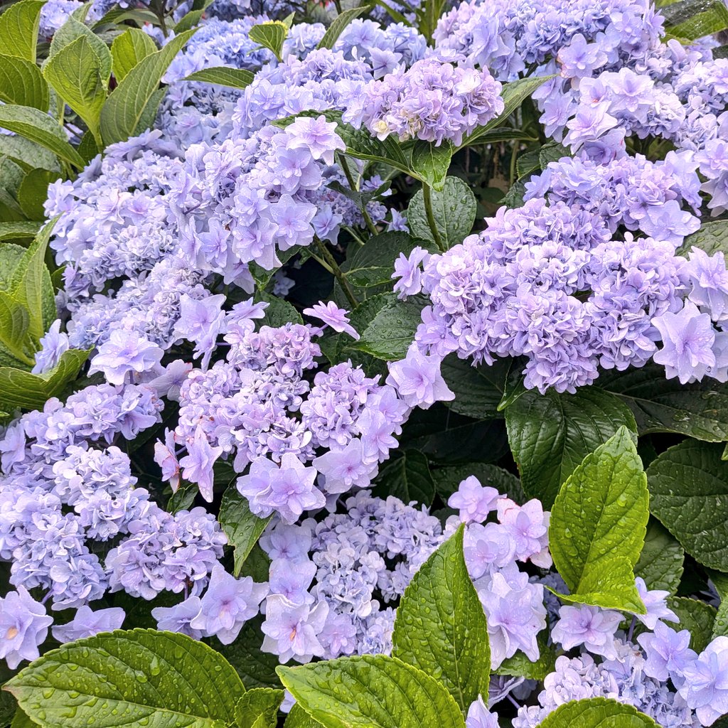 naook13's tweet photo. 雨の中のアジサイを見るの楽しい！昨年は強く剪定したから今年の花は少なめ。来年はたくさん咲くはず！ https://t.co/dmhxTtOYss